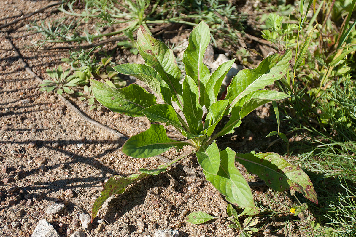 Изображение особи Oenothera rubricaulis.