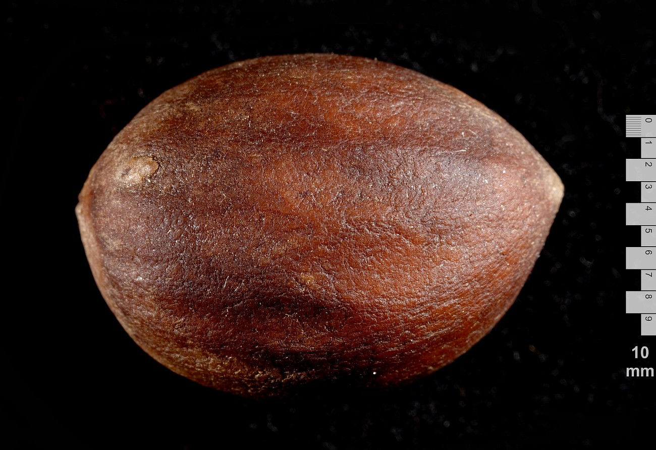 Изображение особи Torreya grandis.