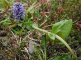 Lagotis minor