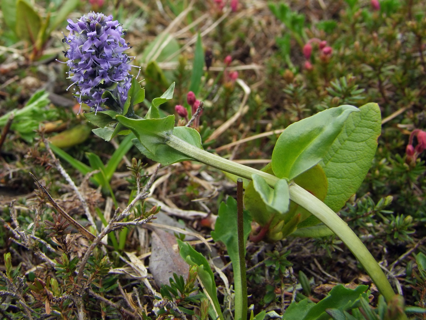 Image of Lagotis minor specimen.