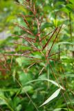 genus Miscanthus