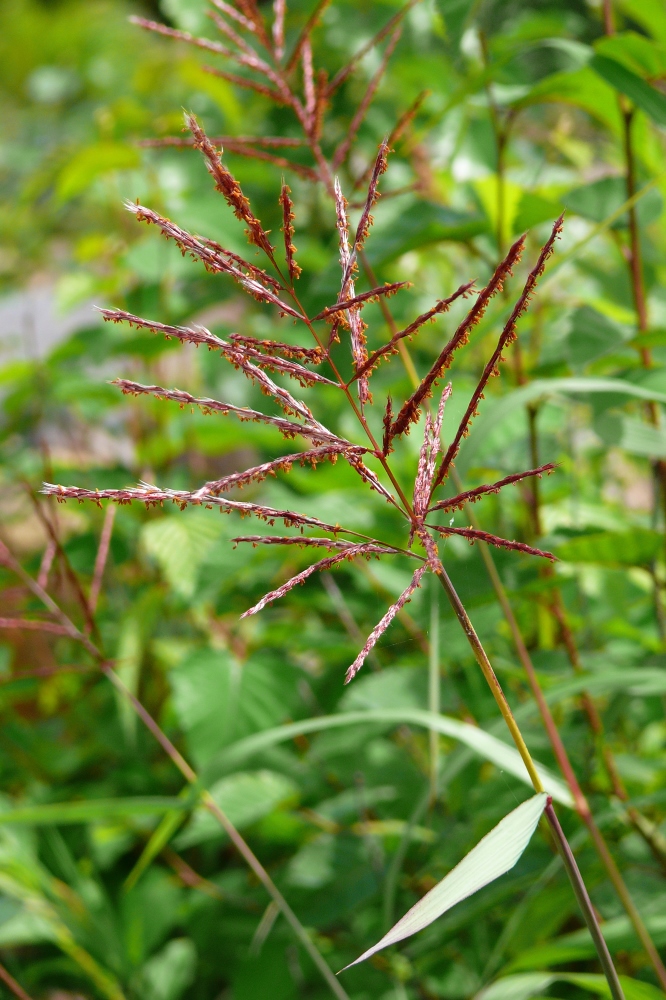 Изображение особи род Miscanthus.