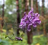 Aconitum septentrionale