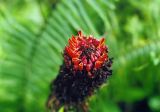 genus Etlingera. Соцветие. Малайзия, о. Борнео, хребет Крокер Рендж, джунгли. Октябрь 2004 г.