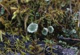 Cladonia fimbriata