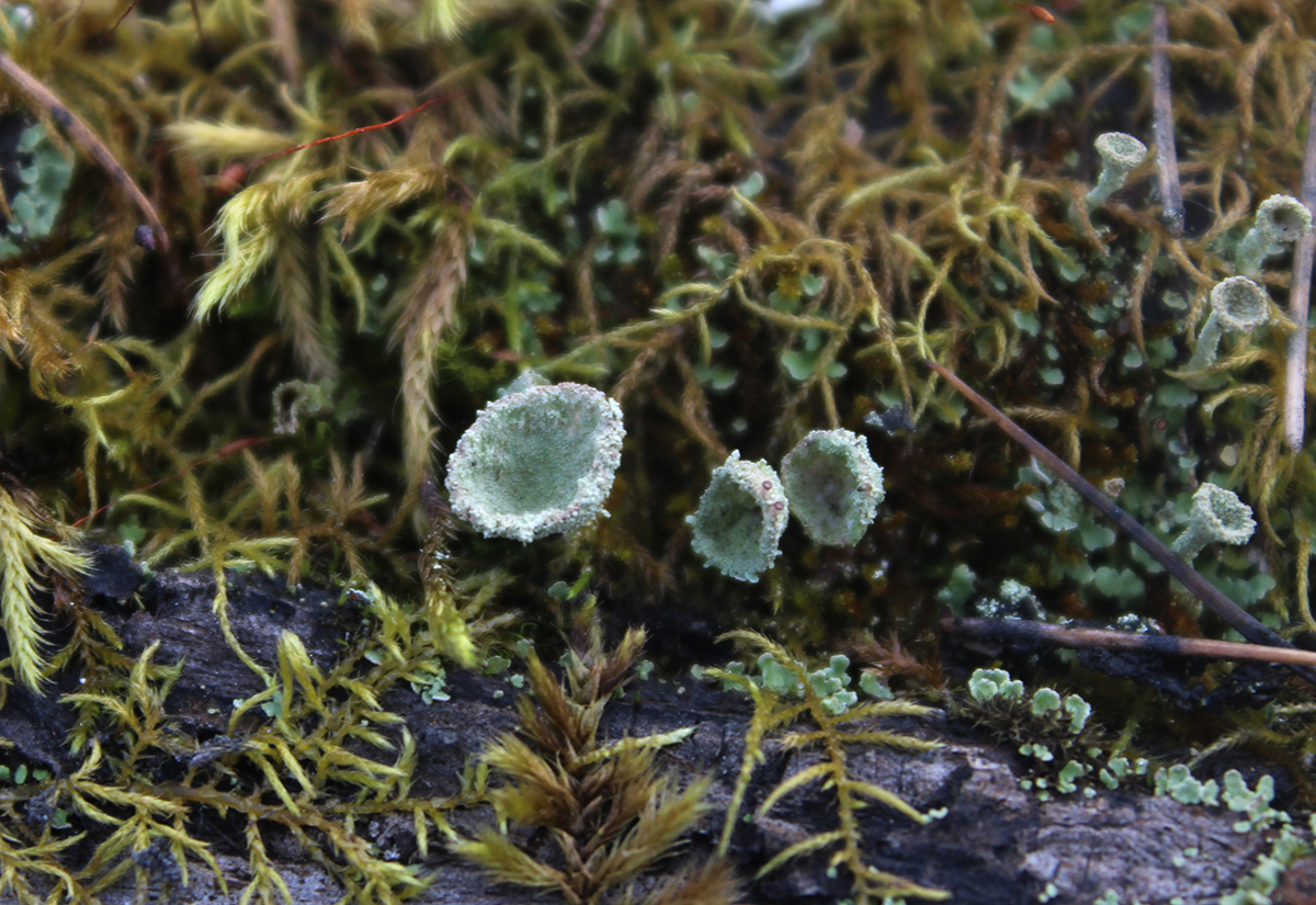 Изображение особи Cladonia fimbriata.