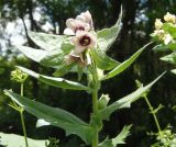 Hyoscyamus niger. Верхушка цветущего растения. Украина, г. Запорожье, балка возле трассы на Васильевку, южнее Опытной станции, возле деревьев, рудеральный участок. 03.06.2016.