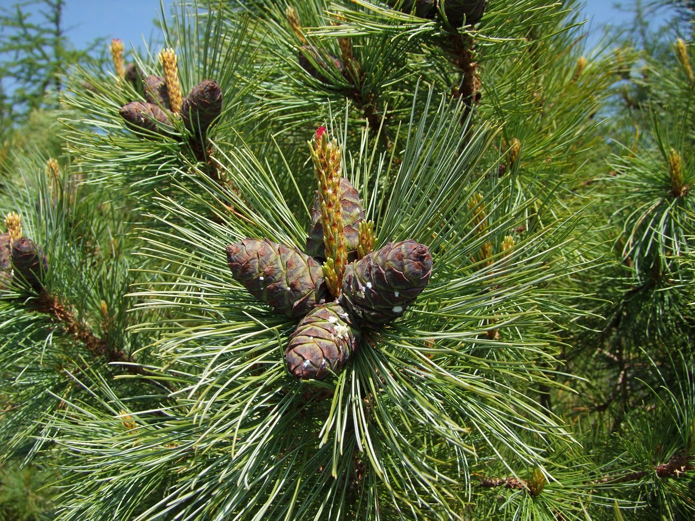 Изображение особи Pinus pumila.