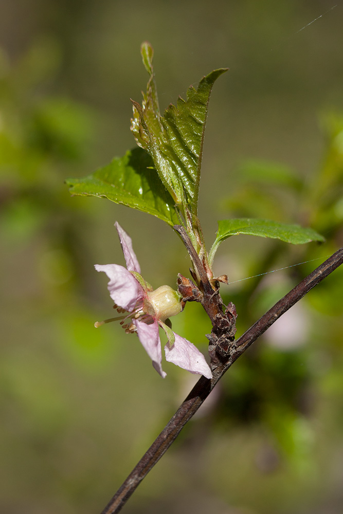 Изображение особи Louiseania ulmifolia.