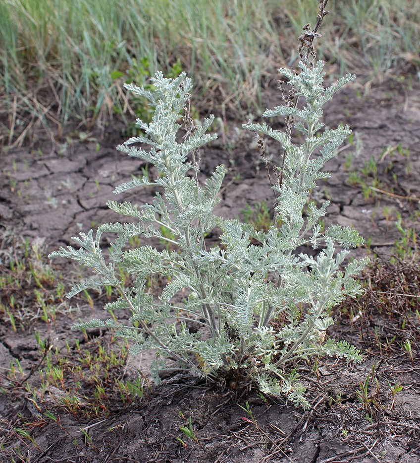 Изображение особи Artemisia nitrosa.