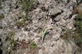 genus Allium