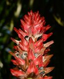 Hellenia speciosa