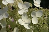 Hydrangea paniculata