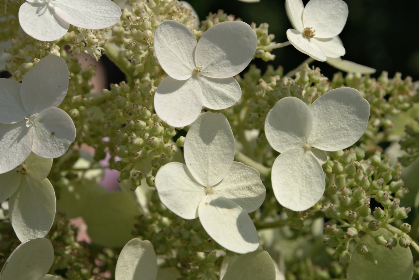 Изображение особи Hydrangea paniculata.