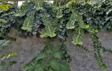 Hedera helix. Молодые побеги. Крым, окр. Судака, мкр. Уютное, подпорная стена вдоль шоссе. 15.09.2012.