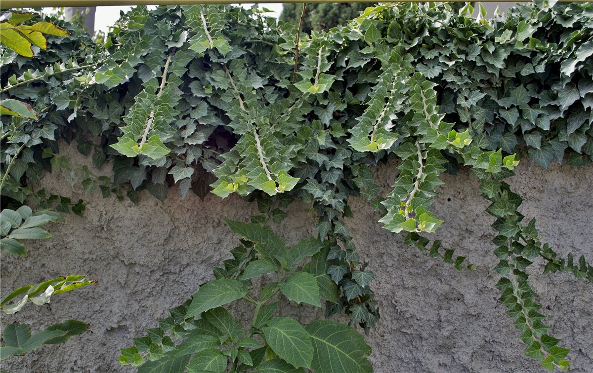 Image of Hedera helix specimen.