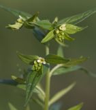 Lithospermum officinale. Часть цветущего растения. Нижегородская обл., Кстовский р-н, окр. с. Вередеево, луг. 20.06.2017.