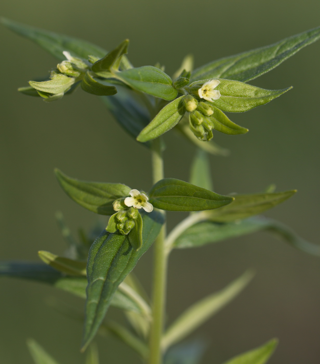 Image of Lithospermum officinale specimen.