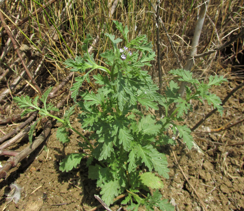 Изображение особи Verbena officinalis.