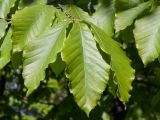 Fagus orientalis. Верхушка веточки. Петербург, ботанический сад БИН РАН, в культуре. 07.06.2017.