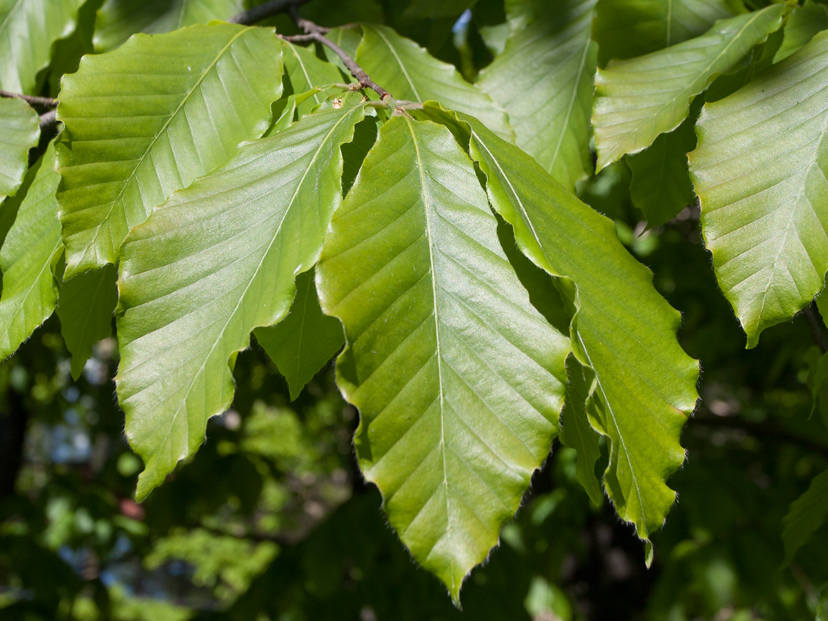 Изображение особи Fagus orientalis.