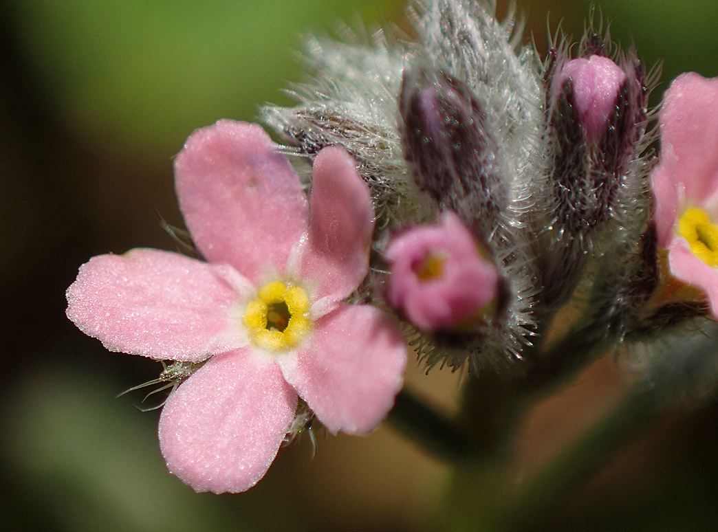 Изображение особи Myosotis arvensis.