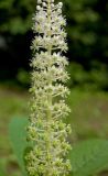 Phytolacca acinosa