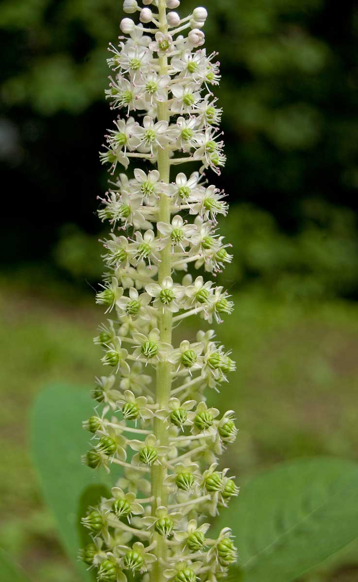 Image of Phytolacca acinosa specimen.
