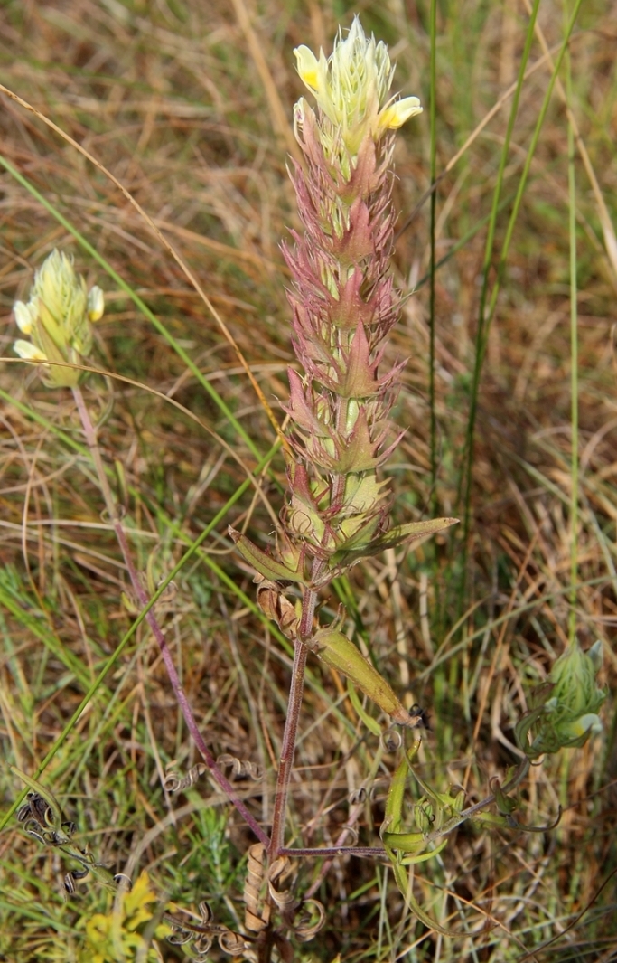 Изображение особи Melampyrum argyrocomum.