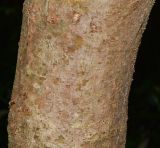 genus Rhizophora