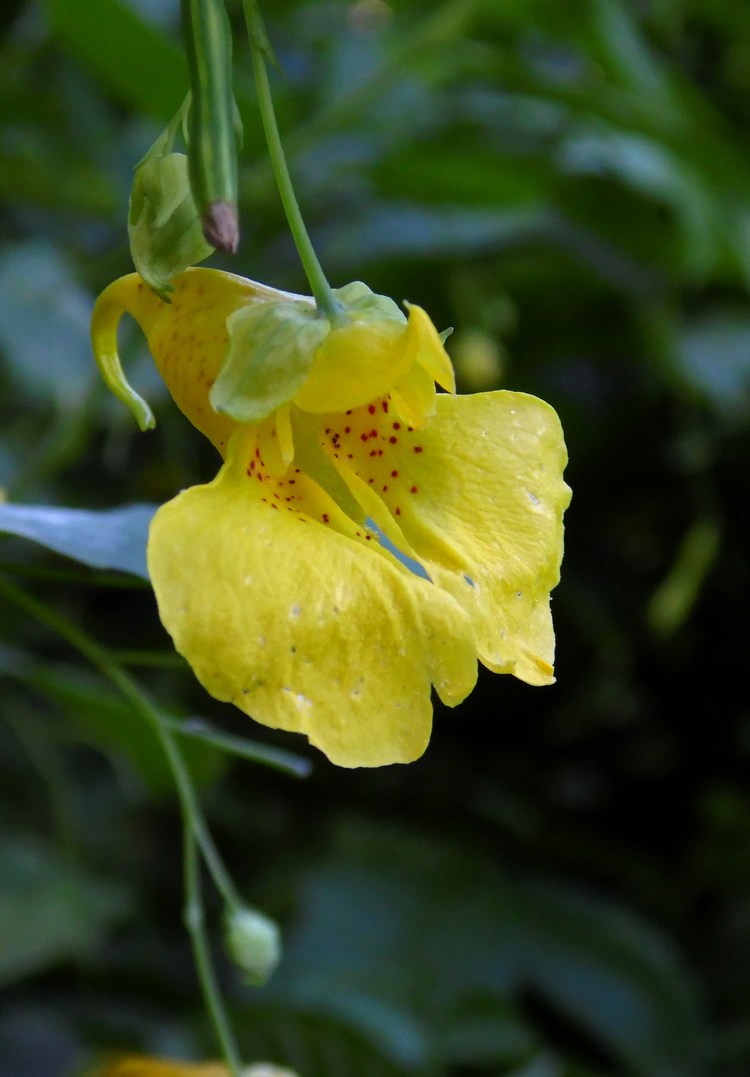 Image of Impatiens noli-tangere specimen.