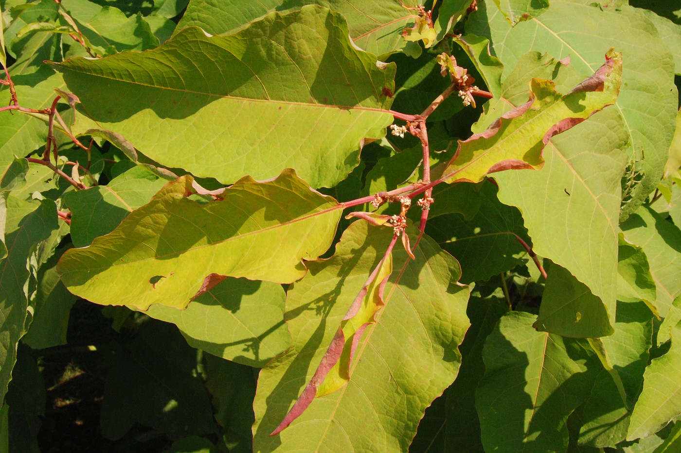 Изображение особи Reynoutria sachalinensis.