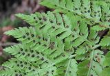 Dryopteris assimilis