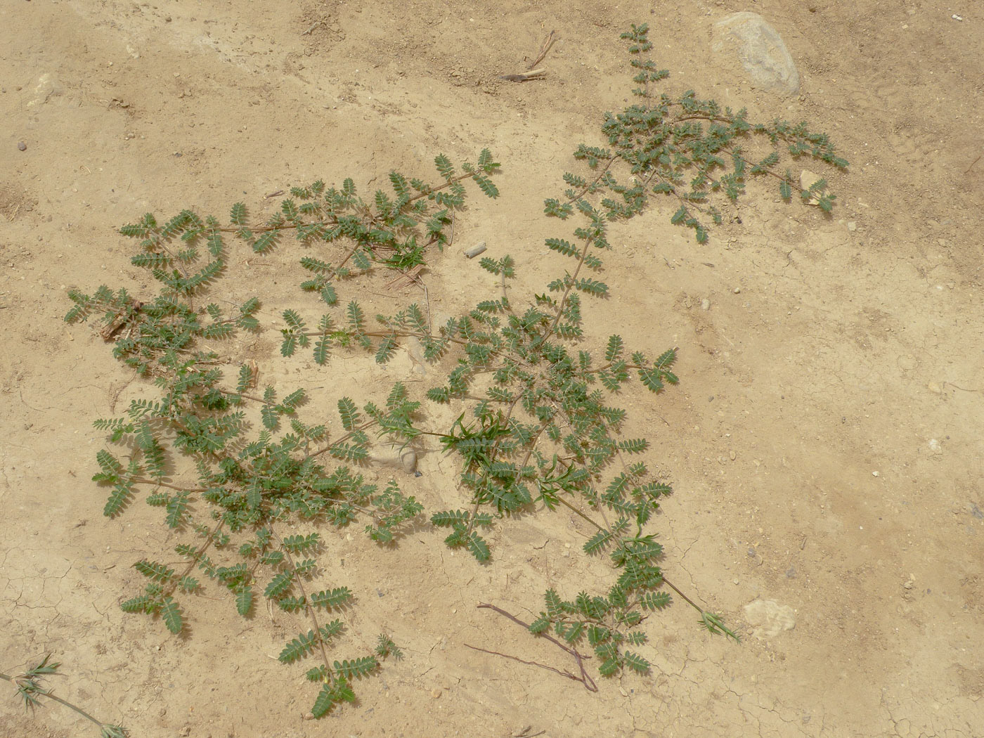 Image of Tribulus terrestris specimen.