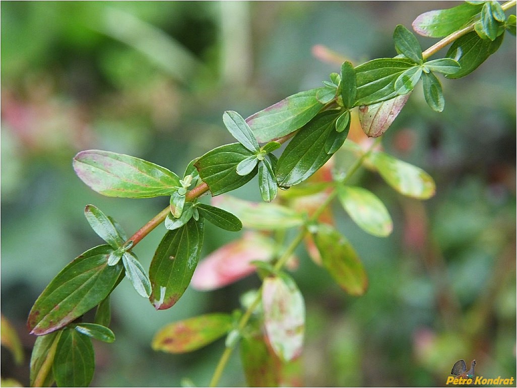 Image of Hypericum perforatum specimen.