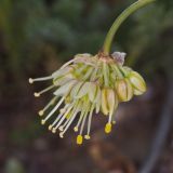 Allium tianschanicum