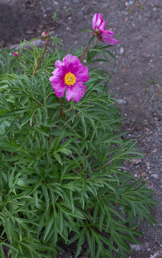 Image of Paeonia hybrida specimen.