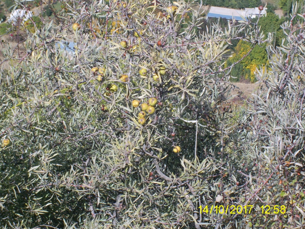 Изображение особи Pyrus salicifolia.