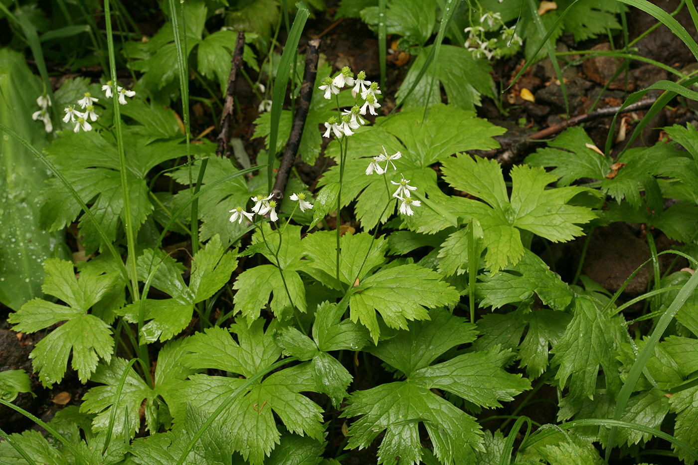 Изображение особи Trautvetteria japonica.