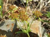 Bupleurum atargense. Соцветие. Магаданская обл., Ольский р-н, окр. пос. Атарган, крутой приморский склон. 07.07.2017.