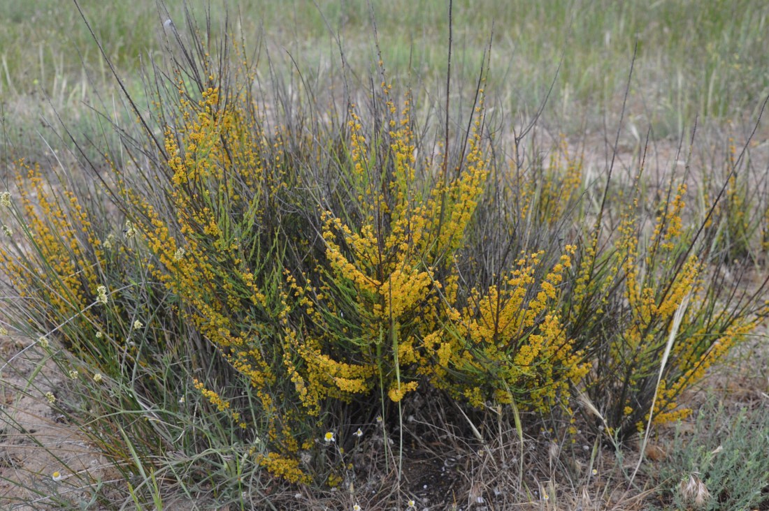 Image of Osyris alba specimen.