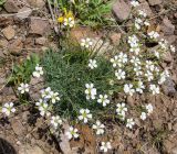 Minuartia circassica