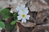 Primula vulgaris