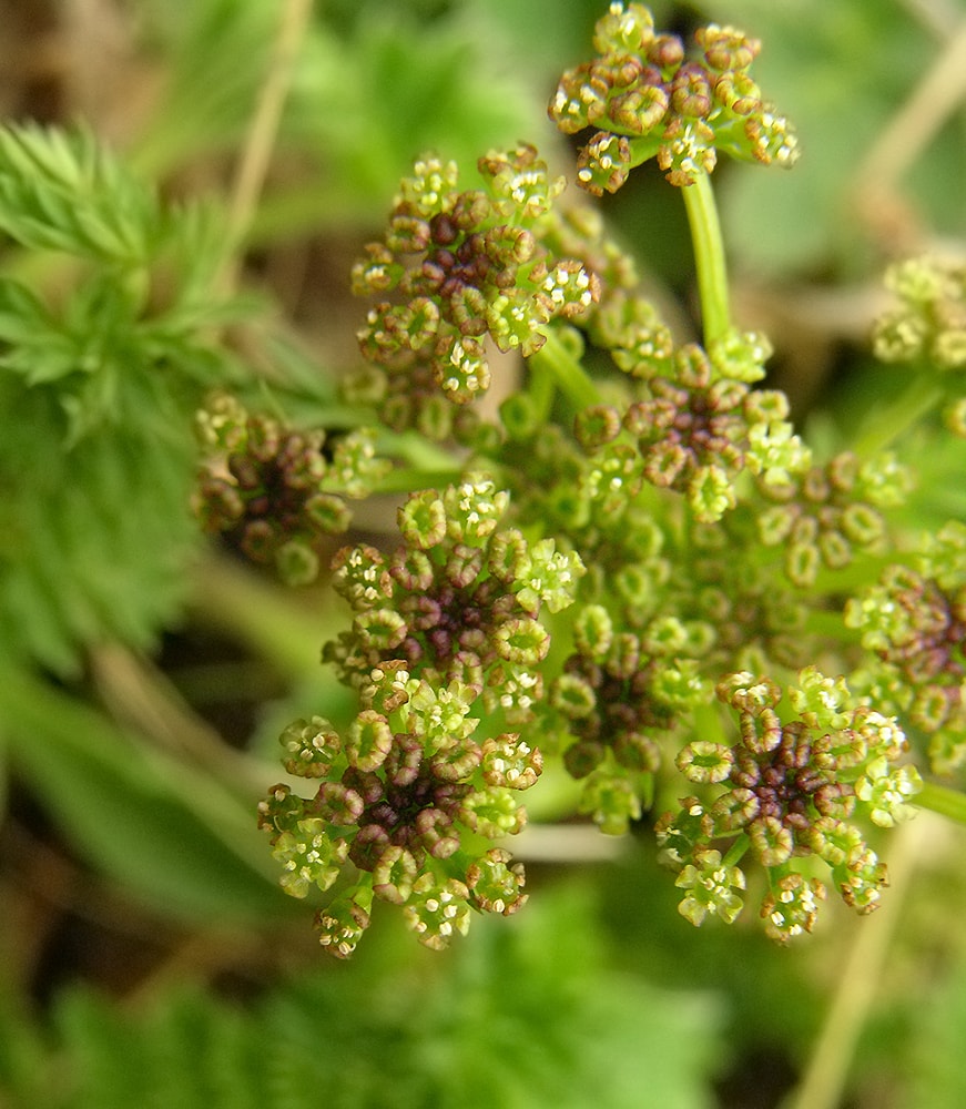 Изображение особи семейство Apiaceae.