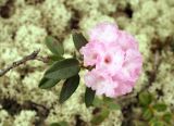 Rhododendron adamsii. Верхушка побега с соцветием. Якутия, Нерюнгринский р-н, перевал Тит, щебнистый склон. 22.06.2016.