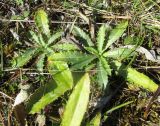 Carlina fennica