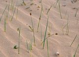 genus Carex. Цветущие растения. Монголия, аймак Булган, дюны Элсэн Тасархай, ≈ 1400 м н.у.м. 01.06.2017.