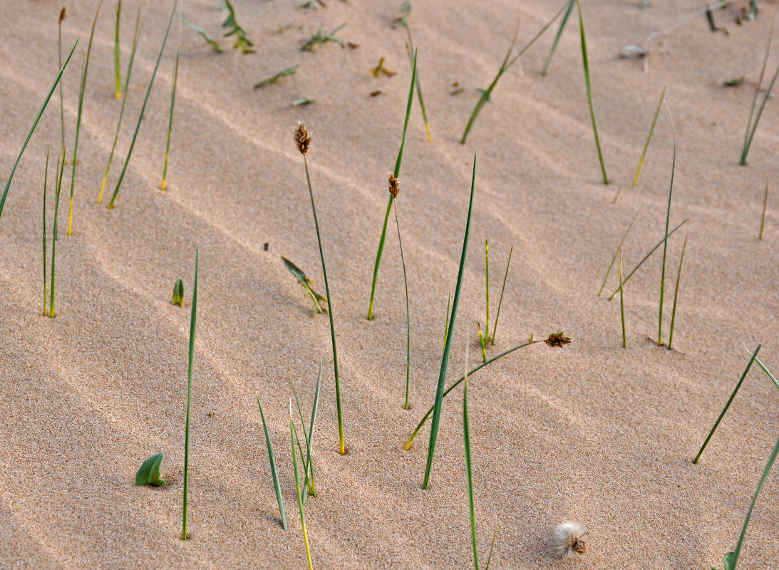 Image of genus Carex specimen.