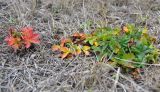 Potentilla reptans