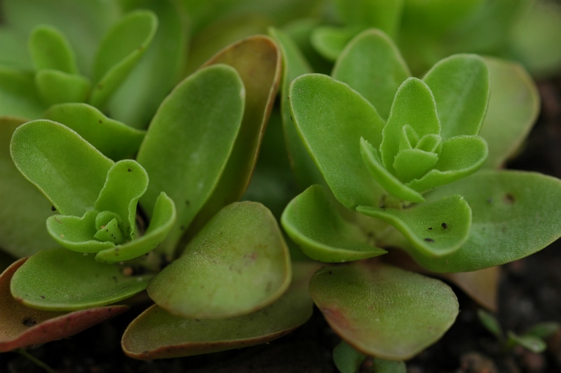 Изображение особи Sedum obtusifolium.